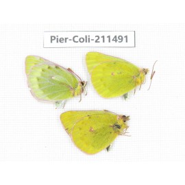 Colias arida cakana. China, Qinghai, Haixi, Tianjun county, Mt.Guanjiaoshan. 2M1F. Pier-Coli-211491.