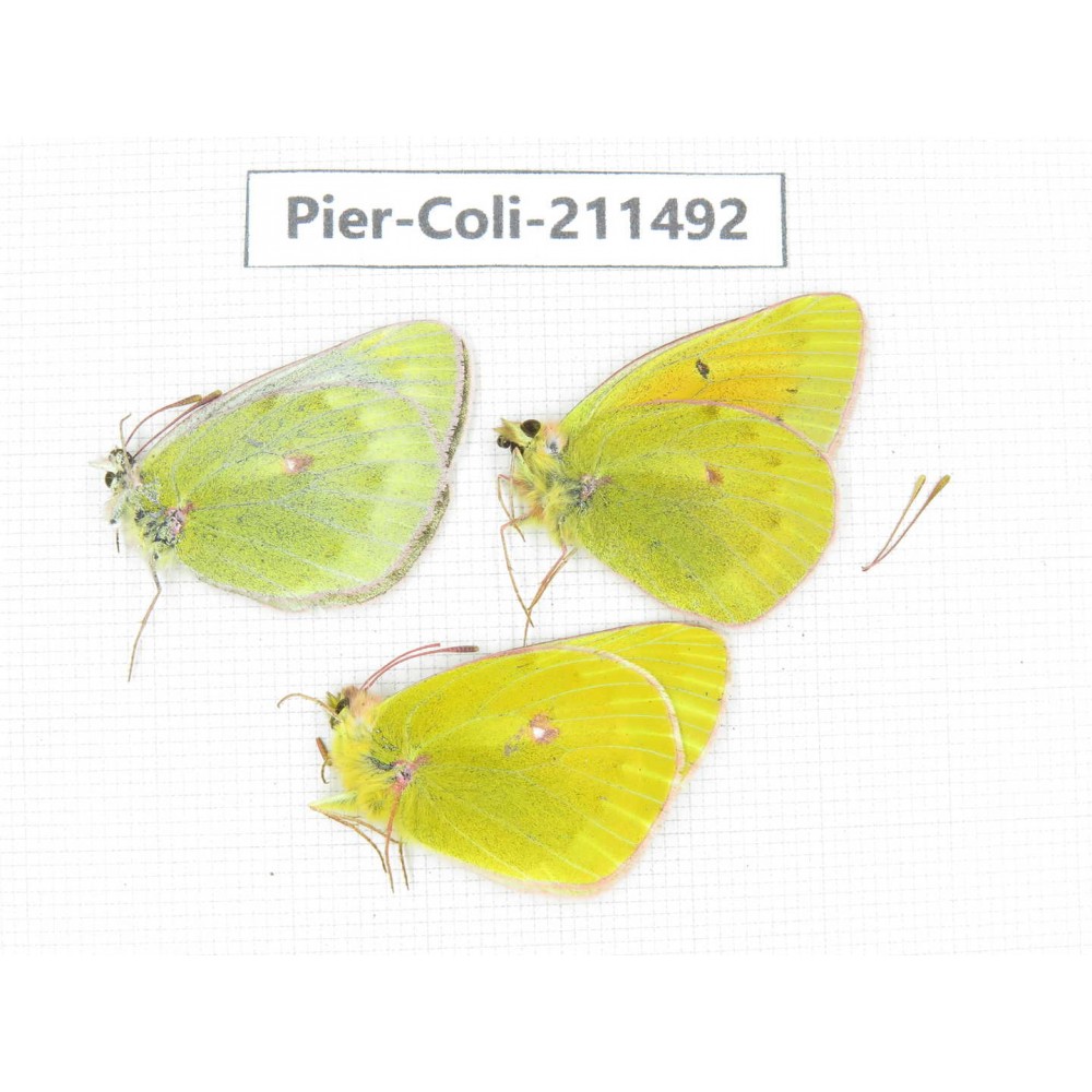 Colias arida cakana. China, Qinghai, Haixi, Tianjun county, Mt.Guanjiaoshan. 2M1F. Pier-Coli-211492.