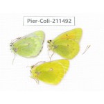 Colias arida cakana. China, Qinghai, Haixi, Tianjun county, Mt.Guanjiaoshan. 2M1F. Pier-Coli-211492.