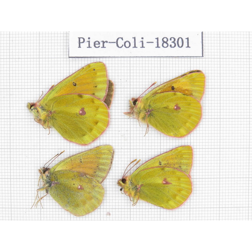 C. arida ssp. China, Qinghai, Qilian county, Yeniugou. 4M. Pier-Coli-18301.