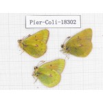 Colias arida ssp. China, Qinghai, Qilian county, Yeniugou. 3M. Pier-Coli-18302.
