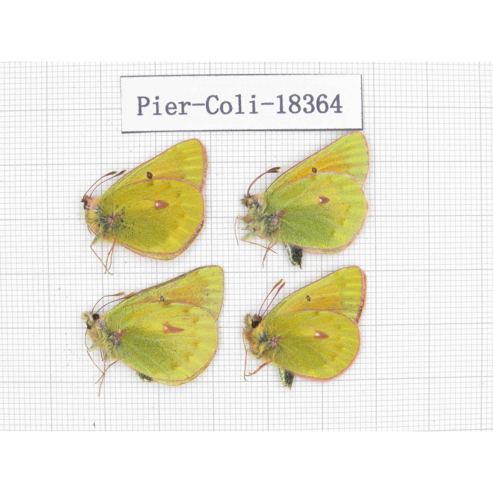 C. wanda ssp. China, Qinghai, Qilian county, Yeniugou. 4M. Pier-Coli-18364.