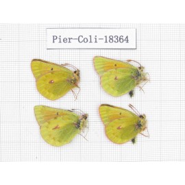 C. wanda ssp. China, Qinghai, Qilian county, Yeniugou. 4M. Pier-Coli-18364.