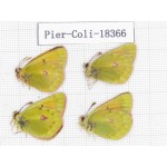 C. wanda ssp. China, Qinghai, Qilian county, Yeniugou. 4M. Pier-Coli-18366.