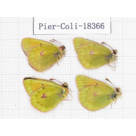 C. wanda ssp. China, Qinghai, Qilian county, Yeniugou. 4M. Pier-Coli-18366.