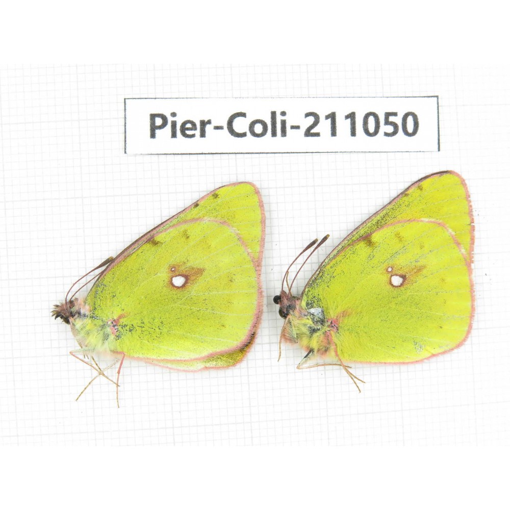 Colias fieldii ssp. China, Qinghai, Xining, Huangyuan county, Riyue town. 2M. Pier-Coli-211050.