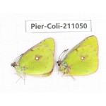 Colias fieldii ssp. China, Qinghai, Xining, Huangyuan county, Riyue town. 2M. Pier-Coli-211050.