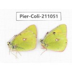 Colias fieldii ssp. China, Qinghai, Xining, Huangyuan county, Riyue town. 2M. Pier-Coli-211051.