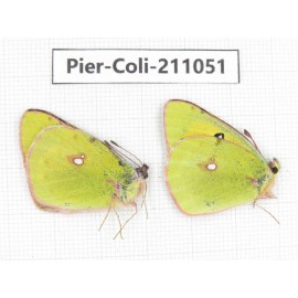 Colias fieldii ssp. China, Qinghai, Xining, Huangyuan county, Riyue town. 2M. Pier-Coli-211051.
