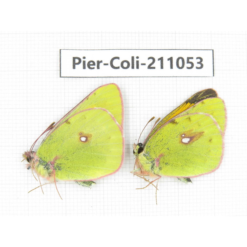 Colias fieldii ssp. China, Qinghai, Xining, Huangyuan county, Riyue town. 2M. Pier-Coli-211053.