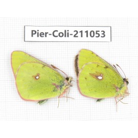 Colias fieldii ssp. China, Qinghai, Xining, Huangyuan county, Riyue town. 2M. Pier-Coli-211053.