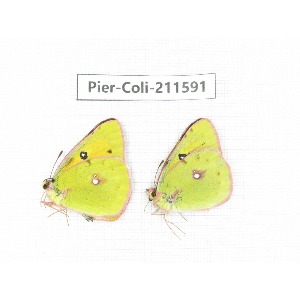 Colias fieldii chinensis. China, Qinghai, Xining, Pingan county, Sitaixiang town. 2M. Pier-Coli-211591.
