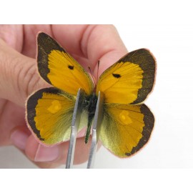 Colias fieldii chinensis. China, Qinghai, Xining, Pingan county, Sitaixiang town. 2M. Pier-Coli-211591.