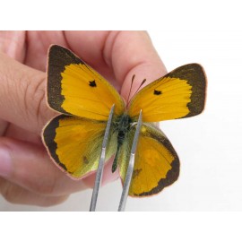 Colias fieldii chinensis. China, Qinghai, Xining, Pingan county, Sitaixiang town. 2M. Pier-Coli-211591.