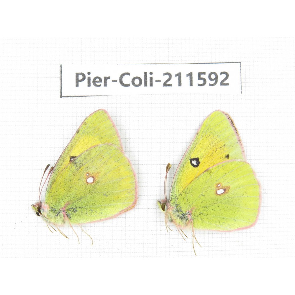 Colias fieldii chinensis. China, Qinghai, Xining, Pingan county, Sitaixiang town. 2M. Pier-Coli-211592.