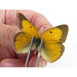 Colias fieldii chinensis. China, Qinghai, Xining, Pingan county, Sitaixiang town. 2M. Pier-Coli-211592.