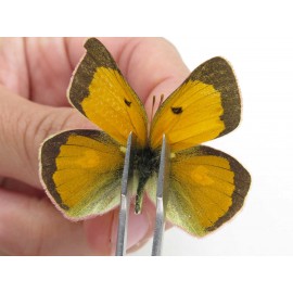 Colias fieldii chinensis. China, Qinghai, Xining, Pingan county, Sitaixiang town. 2M. Pier-Coli-211592.