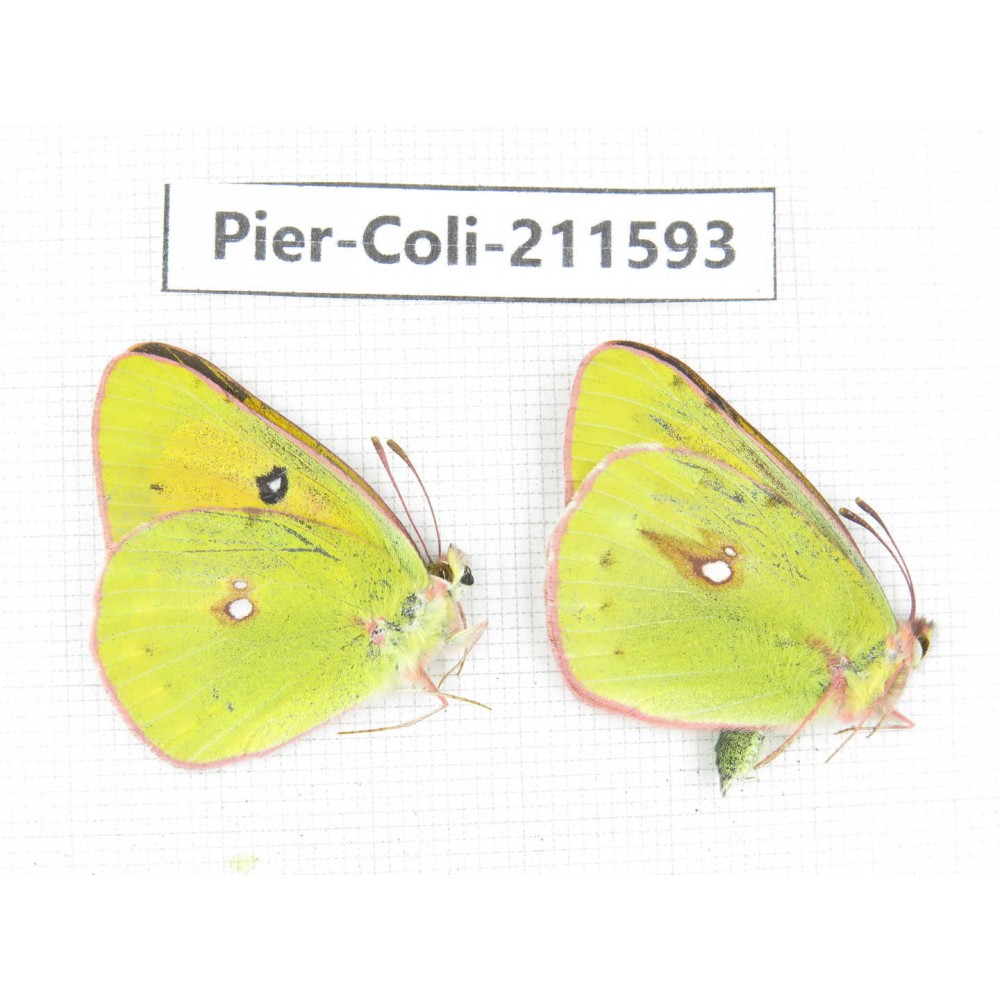Colias fieldii chinensis. China, Qinghai, Xining, Pingan county, Sitaixiang town. 2M. Pier-Coli-211593.