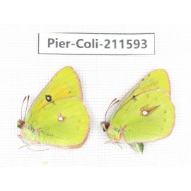 Colias fieldii chinensis. China, Qinghai, Xining, Pingan county, Sitaixiang town. 2M. Pier-Coli-211593.