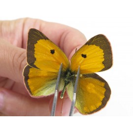 Colias fieldii chinensis. China, Qinghai, Xining, Pingan county, Sitaixiang town. 2M. Pier-Coli-211593.