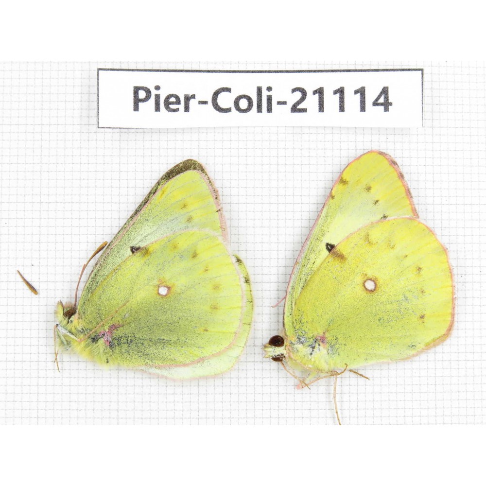 Colias montium montium. China, Qinghai, Xining, Pingan county, Sitaixiang town. 2M. Pier-Coli-21114.