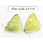 Colias montium montium. China, Qinghai, Xining, Pingan county, Sitaixiang town. 2M. Pier-Coli-21114.