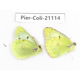 Colias montium montium. China, Qinghai, Xining, Pingan county, Sitaixiang town. 2M. Pier-Coli-21114.