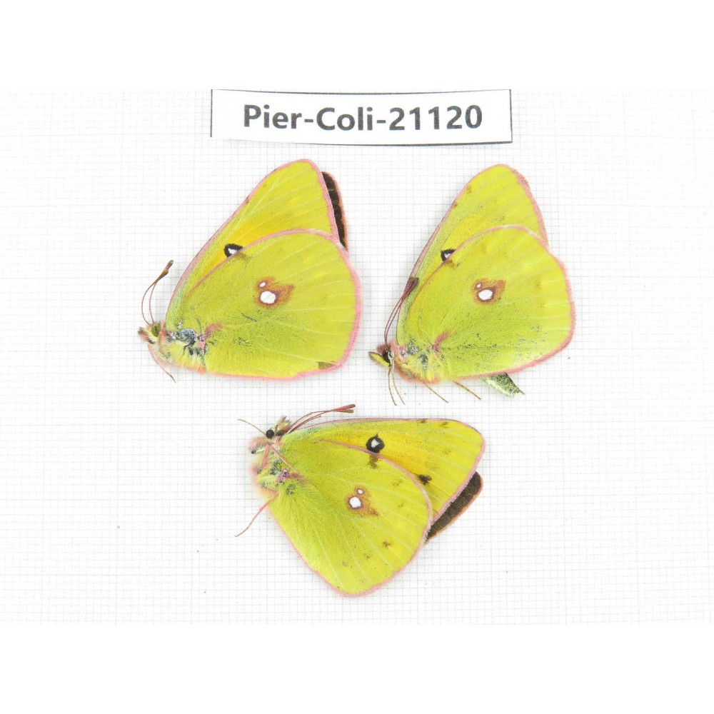 Colias fieldii chinensis. China, Qinghai, Xining, Pingan county, Sitaixiang town. 2M1F. Pier-Coli-21120.
