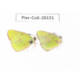 Colias fieldii chinensis. China, Qinghai, Xunhua county, Mt.Dalijiashan. 2M. Pier-Coli-20151.