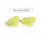 Colias fieldii chinensis. China, Qinghai, Xunhua county, Mt.Dalijiashan. 2M. Pier-Coli-20152.