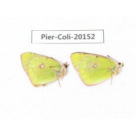 Colias fieldii chinensis. China, Qinghai, Xunhua county, Mt.Dalijiashan. 2M. Pier-Coli-20152.