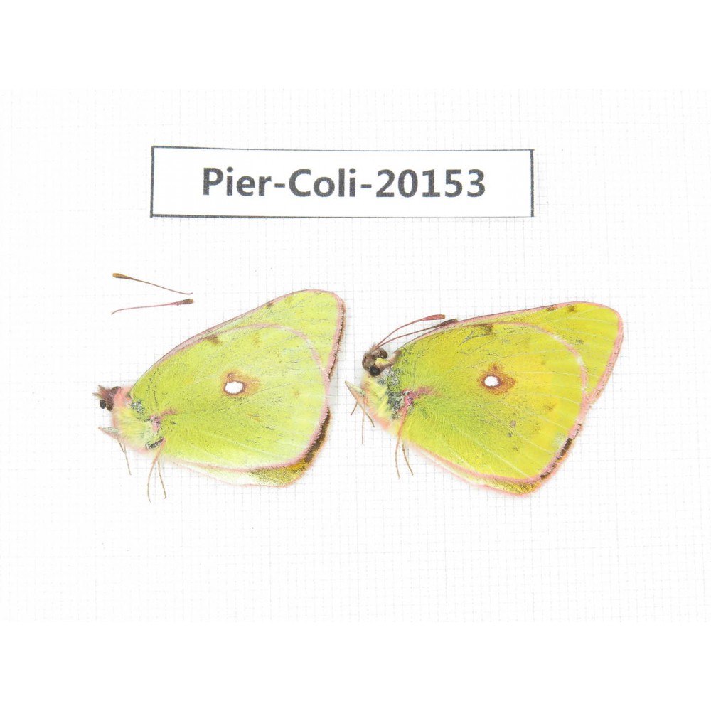 Colias fieldii chinensis. China, Qinghai, Xunhua county, Mt.Dalijiashan. 2M. Pier-Coli-20153.