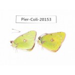 Colias fieldii chinensis. China, Qinghai, Xunhua county, Mt.Dalijiashan. 2M. Pier-Coli-20153.