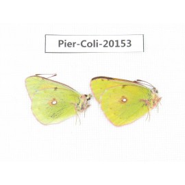 Colias fieldii chinensis. China, Qinghai, Xunhua county, Mt.Dalijiashan. 2M. Pier-Coli-20153.