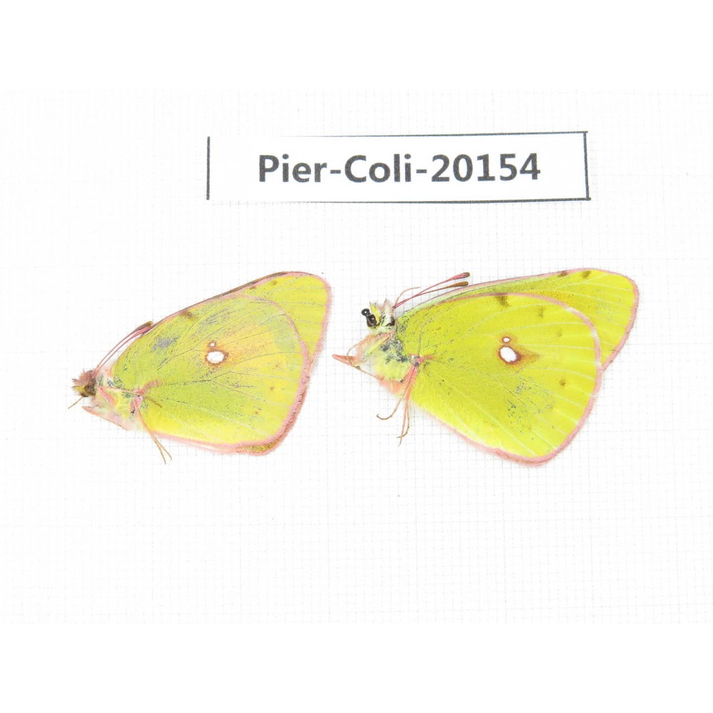 Colias fieldii chinensis. China, Qinghai, Xunhua county, Mt.Dalijiashan. 2M. Pier-Coli-20154.