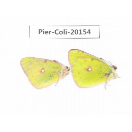 Colias fieldii chinensis. China, Qinghai, Xunhua county, Mt.Dalijiashan. 2M. Pier-Coli-20154.