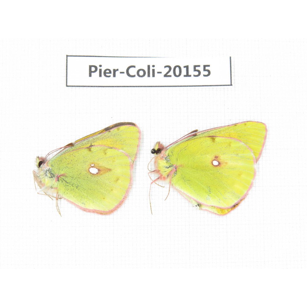 Colias fieldii chinensis. China, Qinghai, Xunhua county, Mt.Dalijiashan. 2M. Pier-Coli-20155.