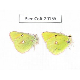 Colias fieldii chinensis. China, Qinghai, Xunhua county, Mt.Dalijiashan. 2M. Pier-Coli-20155.