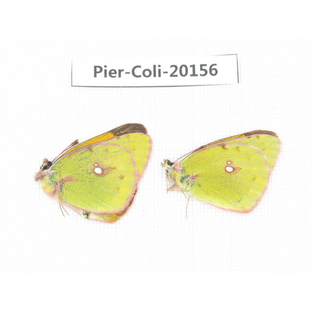 Colias fieldii chinensis. China, Qinghai, Xunhua county, Mt.Dalijiashan. 2M. Pier-Coli-20156.