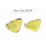 Colias fieldii chinensis. China, Qinghai, Xunhua county, Mt.Dalijiashan. 2M. Pier-Coli-20156.