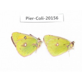 Colias fieldii chinensis. China, Qinghai, Xunhua county, Mt.Dalijiashan. 2M. Pier-Coli-20156.
