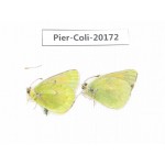 Colias arida cakana. China, Qinhhai, Wulan county, Mt.Wulanbeishan. 2M. Pier-Coli-20172.