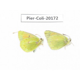 Colias arida cakana. China, Qinhhai, Wulan county, Mt.Wulanbeishan. 2M. Pier-Coli-20172.