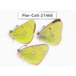 Colias fieldii ssp. China, Sichuan, Baoxing county. 2M1F. Pier-Coli-21466.