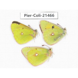Colias fieldii ssp. China, Sichuan, Baoxing county. 2M1F. Pier-Coli-21466.