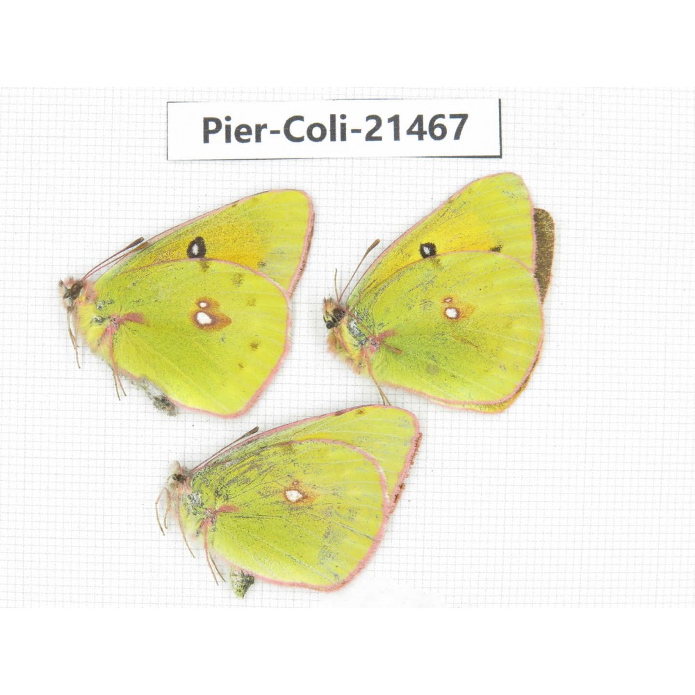 Colias fieldii ssp. China, Sichuan, Baoxing county. 2M1F. Pier-Coli-21467.