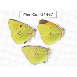 Colias fieldii ssp. China, Sichuan, Baoxing county. 2M1F. Pier-Coli-21467.
