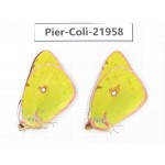 Colias fieldii ssp. China, Sichuan, Yajiang county. 2M. Pier-Coli-21958.