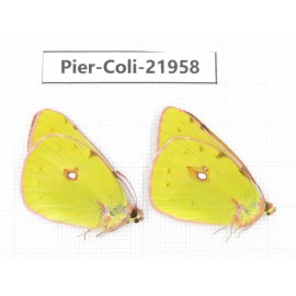 Colias fieldii ssp. China, Sichuan, Yajiang county. 2M. Pier-Coli-21958.