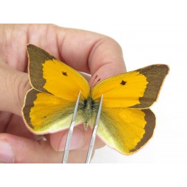 Colias fieldii ssp. China, Sichuan, Yajiang county. 2M. Pier-Coli-21958.